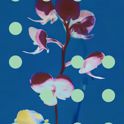 Flore Perdue #60