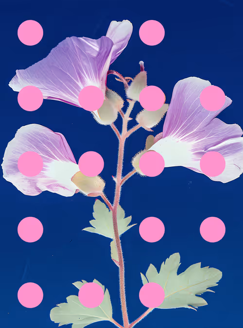 Item #29000037 Media