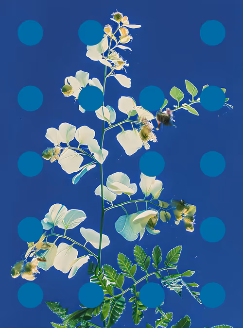 Item #29000030 Media