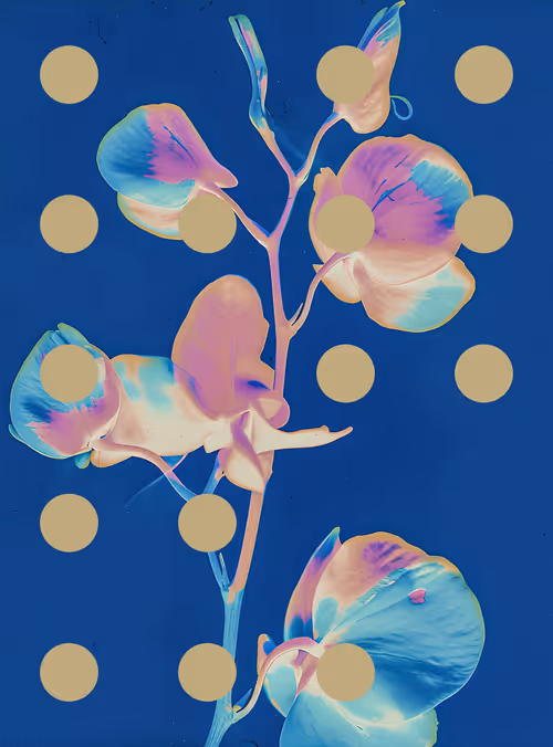 Item #29000015 Media