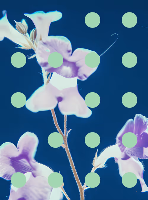 Item #29000098 Media