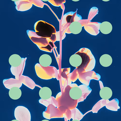 Flore Perdue By Linda Dounia