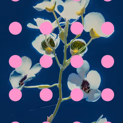 Flore Perdue #52