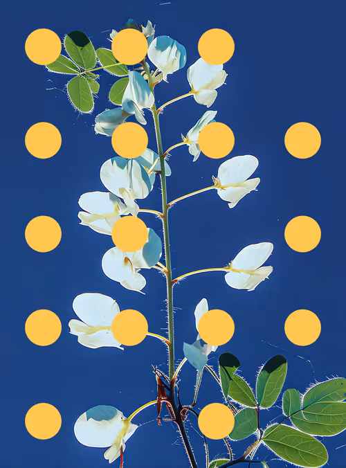 Item #29000094 Media