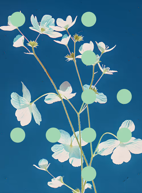 Item #29000065 Media