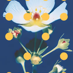 Flore Perdue #75