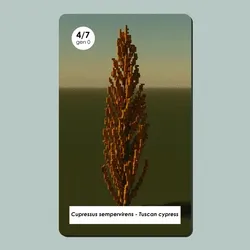 Cupressus sempervirens #4/7 - Gen 0