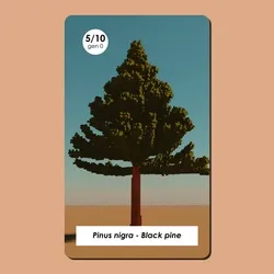 Pinus nigra #5/10 - Gen 0