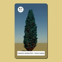 Cupressus sempervirens #5/7 - Gen 0