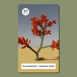 Acer palmatum #5/5 - Gen 0