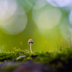 Small & Lonely
