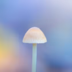 Color Magic