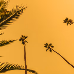 Will Nichols 'Golden Palms' #28/205