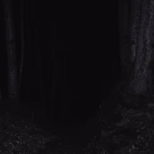 In A Forest