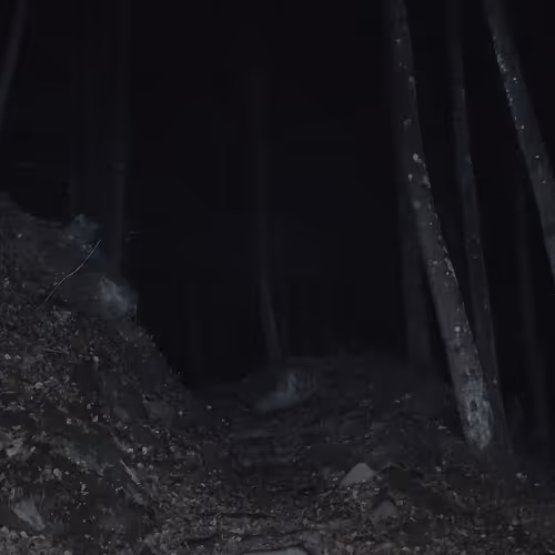 In A Forest