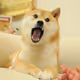 DOGE