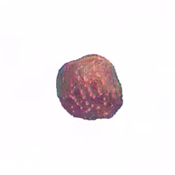 Pebble #1434