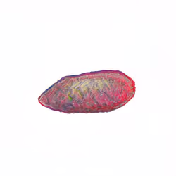 Pebble #1525