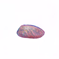 Pebble #1368