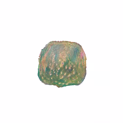 Oilyspebbles