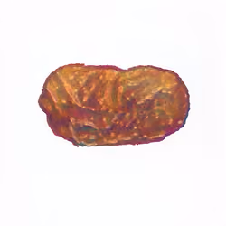Pebble #1141