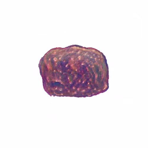 Pebble #530