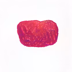 Pebble #1516