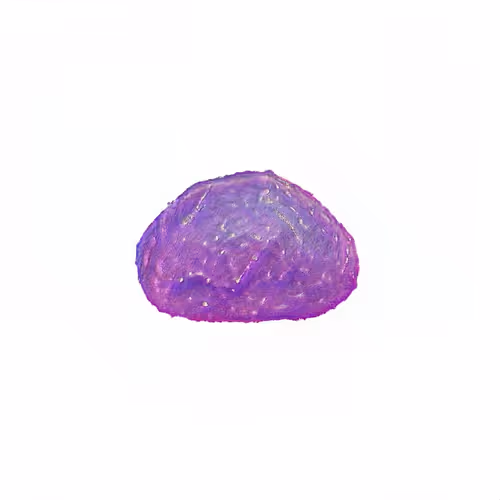 Oilyspebbles