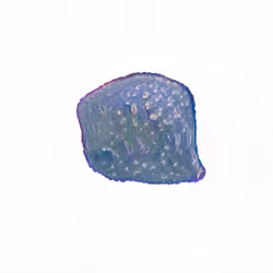 Pebble #1312
