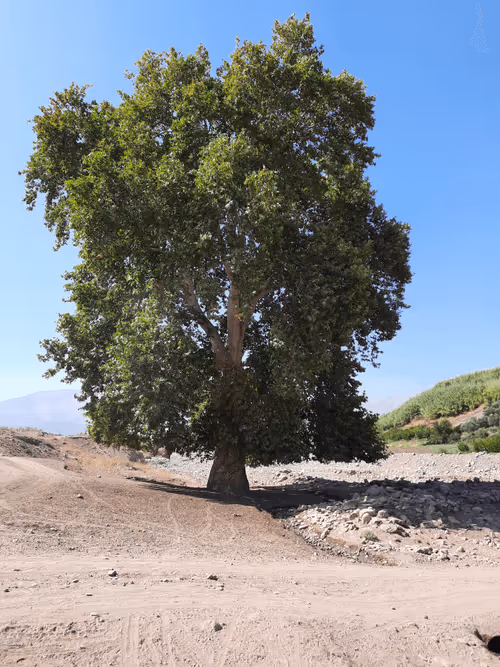 Item #18596786643868658562256120979317349547044376709573636302695501616400591486997 Media