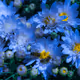 Flower Fields V2