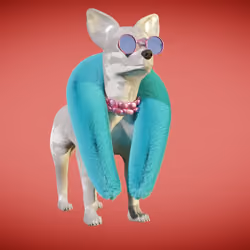 Chihuahua 12