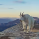 spirit of the mountain