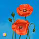 259