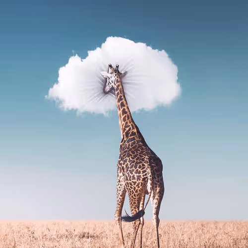 SLEEPY GIRAFFE: RONALD ONG