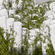 Lushtemples