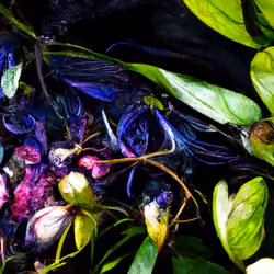 Dream Landscape #78