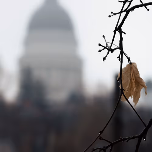 Carity: The One of One Collection