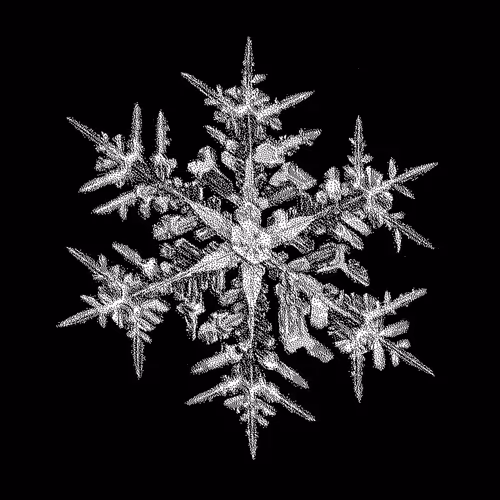 tx798.linea.eth Linea Name Service (.linea.eth domains) based on ENS PFP