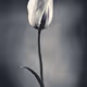 bloomz V2