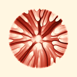 244