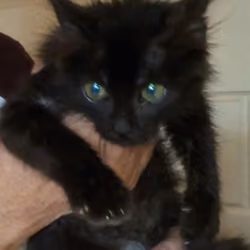 Cats of Cyprus #009
