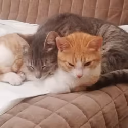 Cats of Cyprus #010