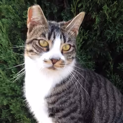 Cats of Cyprus #011