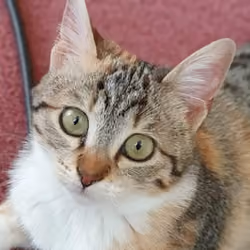 Cats of Cyprus #012