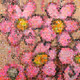Bushi Random Flowers