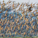 Birds & Wings