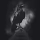 Black Crow on a Tombstone © Peter Buban