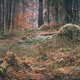 Forrest Floor