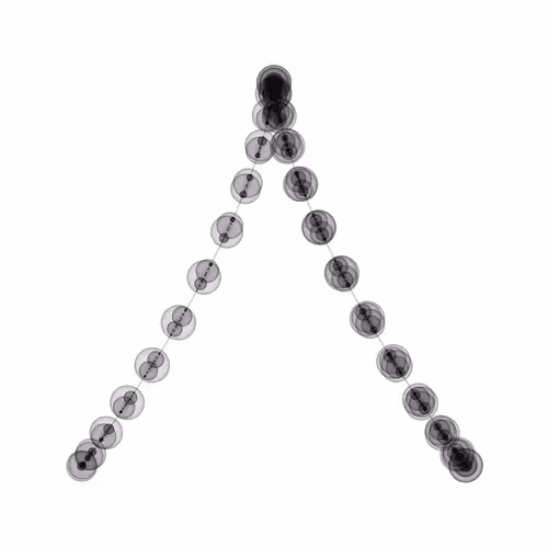 1000 Circles